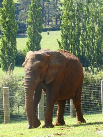 Jumbo retires at Franklin Zoo